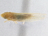  (Notus altus - CNC#HEM305490)  @12 [ ] CreativeCommons - Attribution (2013) CBG Photography Group Centre for Biodiversity Genomics