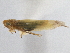  (Notus - CNC#HEM305491)  @13 [ ] CreativeCommons - Attribution (2013) CBG Photography Group Centre for Biodiversity Genomics