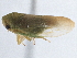  ( - CNC#HEM305535)  @11 [ ] CreativeCommons - Attribution (2013) CBG Photography Group Centre for Biodiversity Genomics
