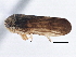  ( - CNC#HEM305633)  @12 [ ] CreativeCommons - Attribution (2014) CBG Photography Group Centre for Biodiversity Genomics