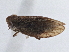  ( - CNC#HEM305652)  @11 [ ] CreativeCommons - Attribution (2014) CBG Photography Group Centre for Biodiversity Genomics