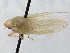  (Gyponana vincula - CNC#HEM305689)  @13 [ ] CreativeCommons - Attribution (2013) CBG Photography Group Centre for Biodiversity Genomics