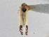  (Ossiannilssonola sp. nov 1 - CNC#HEM305729)  @13 [ ] CreativeCommons - Attribution (2013) CBG Photography Group Centre for Biodiversity Genomics