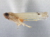  (Ossiannilssonola sp. nov 3 - CNC#HEM305731)  @13 [ ] CreativeCommons - Attribution (2013) CBG Photography Group Centre for Biodiversity Genomics