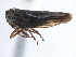 ( - CNC#HEM305776)  @11 [ ] CreativeCommons - Attribution (2014) CBG Photography Group Centre for Biodiversity Genomics