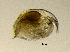  (Pleuroxus laevis - BarCrust 1)  @11 [ ] CreativeCommons - Attribution Non-Commercial Share-Alike (2015) A. Hobæk Norwegian Institute for Water Research
