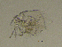  ( - BarCrust 12)  @11 [ ] CreativeCommons - Attribution Non-Commercial Share-Alike (2015) A. Hobæk Norwegian Institute for Water Research