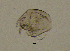  (Alonella nana - BarCrust 120)  @11 [ ] CreativeCommons - Attribution Non-Commercial Share-Alike (2015) A. Hobæk Norwegian Institute for Water Research