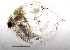  (Daphnia cf. pulex - BarCrust 138)  @13 [ ] CreativeCommons - Attribution Non-Commercial Share-Alike (2015) A. Hobæk Norwegian Institute for Water Research