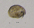  ( - BarCrust 150)  @11 [ ] CreativeCommons - Attribution Non-Commercial Share-Alike (2015) A. Hobæk Norwegian Institute for Water Research