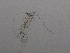  (Eudiaptomus - BarCrust 187)  @11 [ ] CreativeCommons - Attribution Non-Commercial Share-Alike (2015) A. Hobæk Norwegian Institute for Water Research