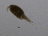  (Paracyclops sp - BarCrust 203)  @11 [ ] CreativeCommons - Attribution Non-Commercial Share-Alike (2015) A. Hobæk Norwegian Institute for Water Research