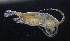  (Hemidiaptomus - BarCrust 211)  @11 [ ] CreativeCommons - Attribution Non-Commercial Share-Alike (2015) A. Hobæk Norwegian Institute for Water Research