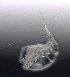  ( - BarCrust 225)  @11 [ ] CreativeCommons - Attribution Non-Commercial Share-Alike (2015) A. Hobæk Norwegian Institute for Water Research