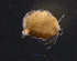  ( - BarCrust 250)  @12 [ ] CreativeCommons - Attribution Non-Commercial Share-Alike (2015) A. Hobæk Norwegian Institute for Water Research