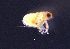  ( - BarCrust 251)  @11 [ ] CreativeCommons - Attribution Non-Commercial Share-Alike (2015) A. Hobæk Norwegian Institute for Water Research