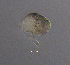  (Alonella excisa - BarCrust 264)  @11 [ ] CreativeCommons - Attribution Non-Commercial Share-Alike (2015) A. Hobæk Norwegian Institute for Water Research