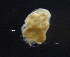  ( - BarCrust 267)  @11 [ ] CreativeCommons - Attribution Non-Commercial Share-Alike (2015) A. Hobæk Norwegian Institute for Water Research