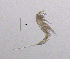 (Bryocamptus arcticus - BarCrust 273)  @11 [ ] CreativeCommons - Attribution Non-Commercial Share-Alike (2015) A. Hobæk Norwegian Institute for Water Research