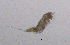  ( - BarCrust 274)  @11 [ ] CreativeCommons - Attribution Non-Commercial Share-Alike (2015) A. Hobæk Norwegian Institute for Water Research