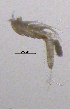  (Bryocamptus pygmaeus - BarCrust 277)  @11 [ ] CreativeCommons - Attribution Non-Commercial Share-Alike (2015) A. Hobæk Norwegian Institute for Water Research