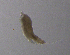  ( - BarCrust 288)  @11 [ ] CreativeCommons - Attribution Non-Commercial Share-Alike (2015) A. Hobæk Norwegian Institute for Water Research