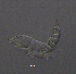  (Bryocamptus minutus - BarCrust 289)  @11 [ ] CreativeCommons - Attribution Non-Commercial Share-Alike (2015) A. Hobæk Norwegian Institute for Water Research