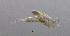  (Bryocamptus vejdovskyi - BarCrust 293)  @11 [ ] CreativeCommons - Attribution Non-Commercial Share-Alike (2015) A. Hobæk Norwegian Institute for Water Research