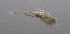  ( - BarCrust 294)  @11 [ ] CreativeCommons - Attribution Non-Commercial Share-Alike (2015) A. Hobæk Norwegian Institute for Water Research