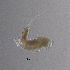  ( - BarCrust 295)  @11 [ ] CreativeCommons - Attribution Non-Commercial Share-Alike (2015) A. Hobæk Norwegian Institute for Water Research