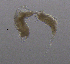  ( - BarCrust 296)  @11 [ ] CreativeCommons - Attribution Non-Commercial Share-Alike (2015) A. Hobæk Norwegian Institute for Water Research