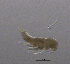  (Bryocamptus cuspidatus - BarCrust 297)  @11 [ ] CreativeCommons - Attribution Non-Commercial Share-Alike (2015) A. Hobæk Norwegian Institute for Water Research