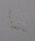  (Bryocamptus rhaeticus - BarCrust 299)  @11 [ ] CreativeCommons - Attribution Non-Commercial Share-Alike (2015) A. Hobæk Norwegian Institute for Water Research