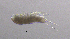  (Mesochra rapiens - BarCrust 317)  @11 [ ] CreativeCommons - Attribution Non-Commercial Share-Alike (2015) A. Hobæk Norwegian Institute for Water Research