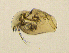  (Acroperus cf. harpae - BarCrust 32)  @12 [ ] CreativeCommons - Attribution Non-Commercial Share-Alike (2015) A. Hobæk Norwegian Institute for Water Research