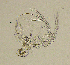  ( - BarCrust 38)  @11 [ ] CreativeCommons - Attribution Non-Commercial Share-Alike (2015) A. Hobæk Norwegian Institute for Water Research