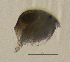  (Alonella exigua - BarCrust 41)  @11 [ ] CreativeCommons - Attribution Non-Commercial Share-Alike (2015) A. Hobæk Norwegian Institute for Water Research