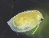  ( - BarCrust 431)  @13 [ ] CreativeCommons - Attribution Non-Commercial Share-Alike (2015) A. Hobæk Norwegian Institute for Water Research