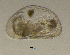  (Potamocypris pallida - BarCrust 475)  @11 [ ] CreativeCommons - Attribution Non-Commercial Share-Alike (2015) A. Hobæk Norwegian Institute for Water Research