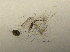 (Daphnia cf. longispina - BarCrust 66)  @11 [ ] CreativeCommons - Attribution Non-Commercial Share-Alike (2015) A. Hobæk Norwegian Institute for Water Research