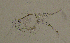  (Daphnia cristata - BarCrust 72)  @12 [ ] CreativeCommons - Attribution Non-Commercial Share-Alike (2015) A. Hobæk Norwegian Institute for Water Research