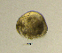  ( - BarCrust 9)  @11 [ ] CreativeCommons - Attribution Non-Commercial Share-Alike (2015) A. Hobæk Norwegian Institute for Water Research
