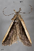  (Dichomeris costalis - STRI_ENT_0121298)  @11 [ ] CreativeCommons - Attribution Share - Alike (2023) Smithsonian Tropical Research Institute Photography Group Smithsonian Tropical Research Institute