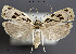  (Antaeotricha stigmatias - STRI_ENT_0121466)  @11 [ ] CreativeCommons - Attribution Share - Alike (2023) Smithsonian Tropical Research Institute Photography Group Smithsonian Tropical Research Institute