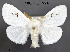  ( - STRI_ENT_0122330)  @11 [ ] CreativeCommons - Attribution Share - Alike (2023) Smithsonian Tropical Research Institute Photography Group Smithsonian Tropical Research Institute