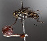  (Patelloa xanthura - STRI_ENT_0126658)  @11 [ ] CreativeCommons - Attribution Share - Alike (2023) Smithsonian Tropical Research Institute Photography Group Smithsonian Tropical Research Institute