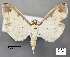  (Eulepte gastralis - STRI_ENT_0127252)  @11 [ ] CreativeCommons - Attribution Share - Alike (2023) Smithsonian Tropical Research Institute Photography Group Smithsonian Tropical Research Institute