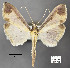  ( - STRI_ENT_0127264)  @11 [ ] CreativeCommons - Attribution Share - Alike (2023) Smithsonian Tropical Research Institute Photography Group Smithsonian Tropical Research Institute