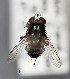  (Argyrophylax albincisus - STRI_ENT_0127406)  @11 [ ] CreativeCommons - Attribution Share - Alike (2023) Smithsonian Tropical Research Institute Photography Group Smithsonian Tropical Research Institute