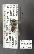  (Argyrochaetona cubana - STRI_ENT_0127599)  @11 [ ] CreativeCommons - Attribution Share - Alike (2023) Smithsonian Tropical Research Institute Photography Group Smithsonian Tropical Research Institute
